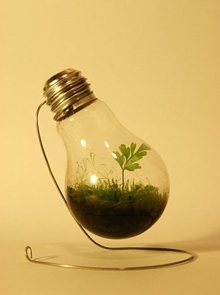 Organize & recycle books clothes cars electronics eye glassees. bulb w plant in